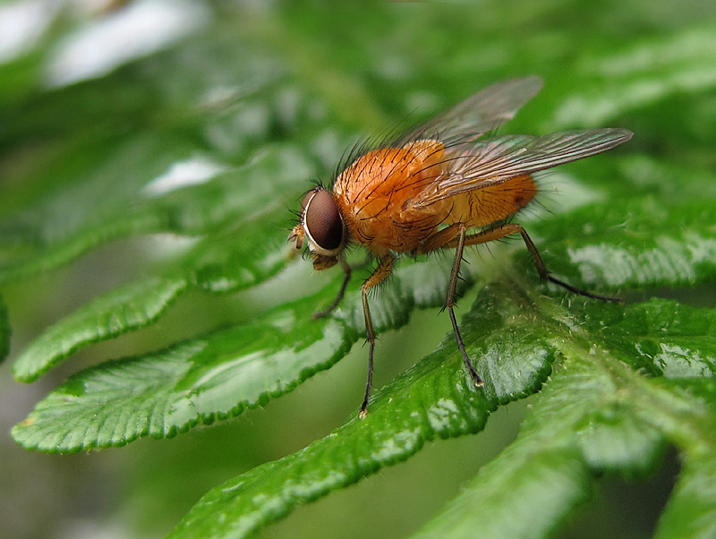 134 Tiere IMG_2598 Echte Fliege Phaonia rufiventris Kopie.jpg -                                